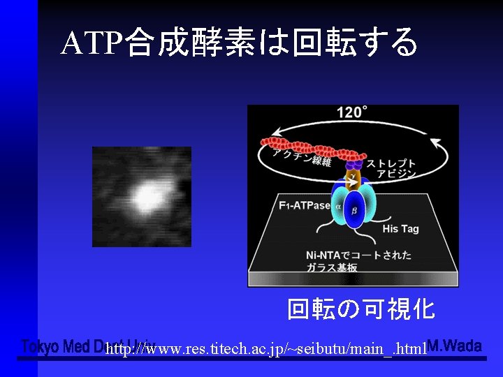 Atp Http Www Res Titech Ac Jpseibutumain Html