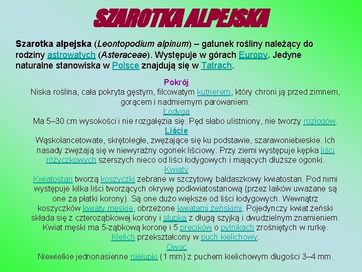 SZAROTKA ALPEJSKA Szarotka alpejska (Leontopodium alpinum) – gatunek rośliny należący do rodziny astrowatych (Asteraceae).