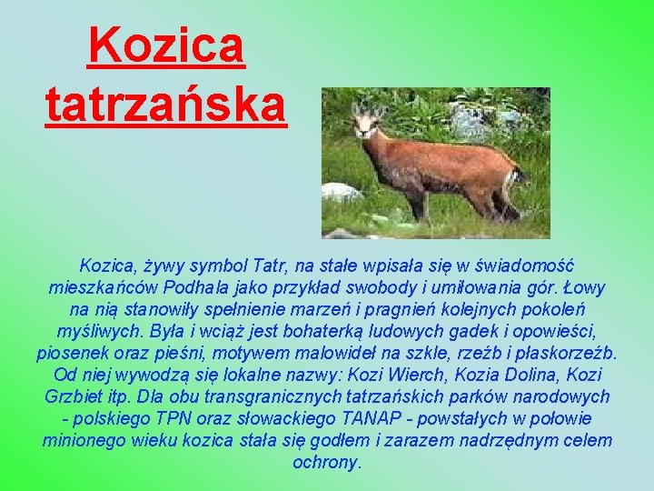Kozica tatrzańska Kozica, żywy symbol Tatr, na stałe wpisała się w świadomość mieszkańców Podhala