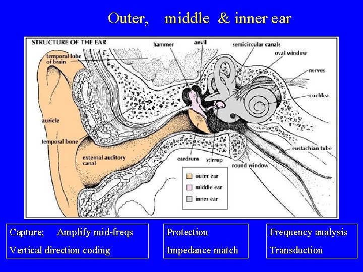 Outer, Capture; Amplify mid-freqs Vertical direction coding middle & inner ear Protection Frequency analysis