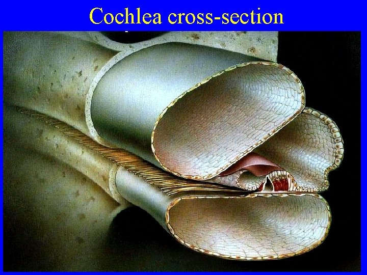 Cochlea cross-section 