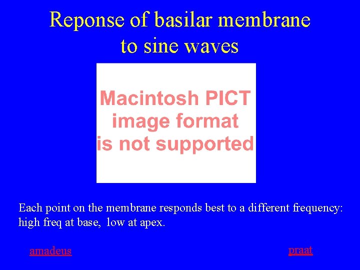 Reponse of basilar membrane to sine waves Each point on the membrane responds best