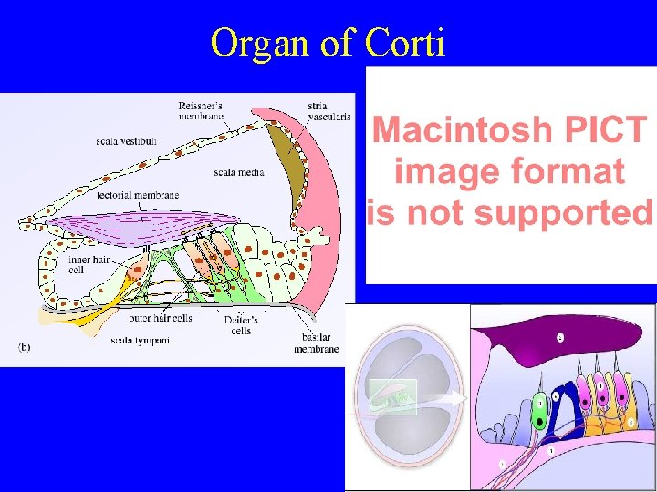 Organ of Corti 