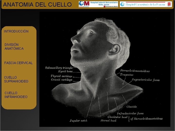 ANATOMIA DEL CUELLO INTRODUCCIÓN DIVISIÓN ANATÓMICA FASCIA CERVICAL CUELLO SUPRAHIOIDEO CUELLO INFRAHIOIDEO 