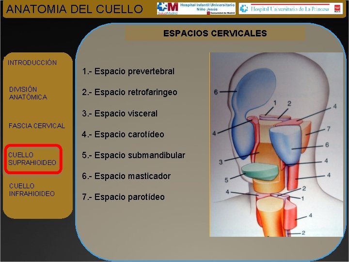 ANATOMIA DEL CUELLO ESPACIOS CERVICALES INTRODUCCIÓN DIVISIÓN ANATÓMICA 1. - Espacio prevertebral 2. -