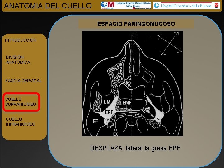 ANATOMIA DEL CUELLO ESPACIO FARINGOMUCOSO INTRODUCCIÓN DIVISIÓN ANATÓMICA FASCIA CERVICAL CUELLO SUPRAHIOIDEO CUELLO INFRAHIOIDEO