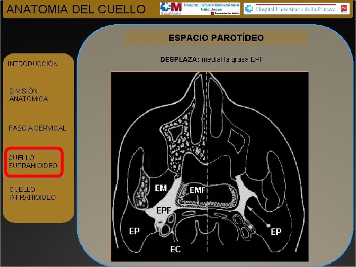 ANATOMIA DEL CUELLO ESPACIO PAROTÍDEO INTRODUCCIÓN DIVISIÓN ANATÓMICA FASCIA CERVICAL CUELLO SUPRAHIOIDEO CUELLO INFRAHIOIDEO