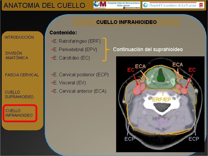 ANATOMIA DEL CUELLO INFRAHIOIDEO INTRODUCCIÓN DIVISIÓN ANATÓMICA FASCIA CERVICAL Contenido: §E. Retrofaringeo (ERF) §E.
