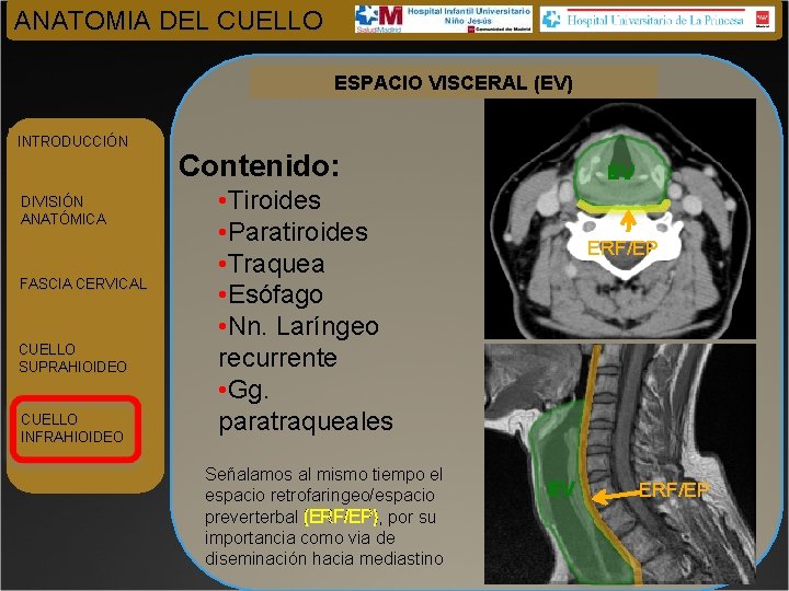 ANATOMIA DEL CUELLO ESPACIO VISCERAL (EV) INTRODUCCIÓN DIVISIÓN ANATÓMICA FASCIA CERVICAL CUELLO SUPRAHIOIDEO CUELLO