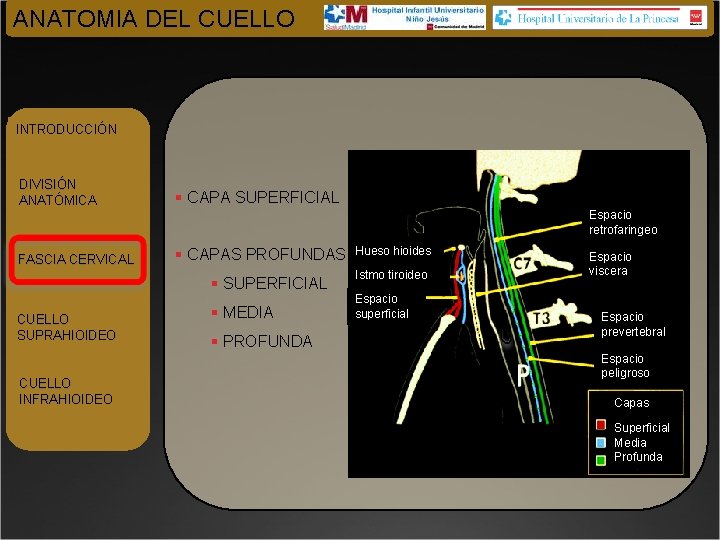 ANATOMIA DEL CUELLO INTRODUCCIÓN DIVISIÓN ANATÓMICA § CAPA SUPERFICIAL Espacio retrofaringeo FASCIA CERVICAL §