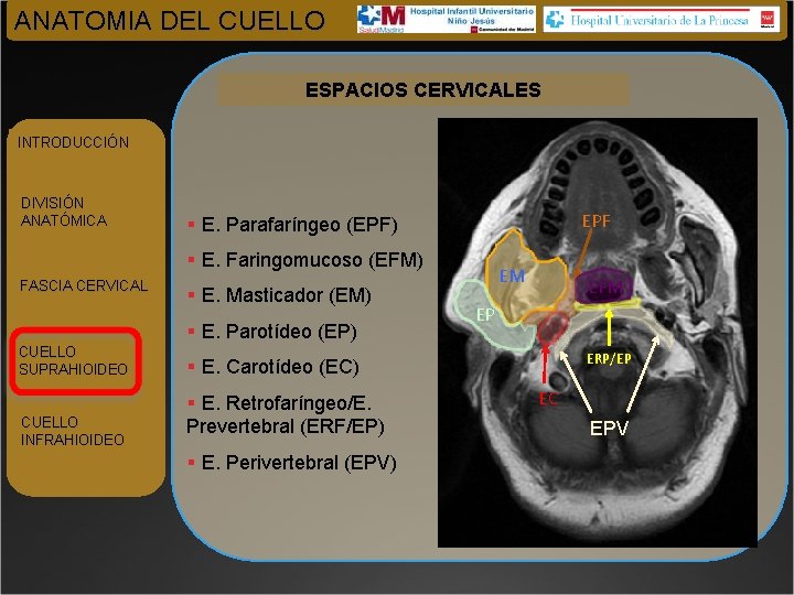 ANATOMIA DEL CUELLO ESPACIOS CERVICALES INTRODUCCIÓN DIVISIÓN ANATÓMICA EPF § E. Parafaríngeo (EPF) §