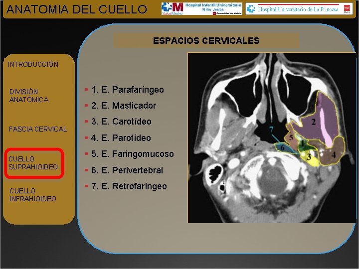 ANATOMIA DEL CUELLO ESPACIOS CERVICALES INTRODUCCIÓN DIVISIÓN ANATÓMICA FASCIA CERVICAL CUELLO SUPRAHIOIDEO CUELLO INFRAHIOIDEO