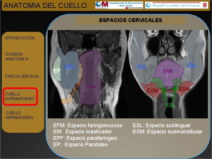 ANATOMIA DEL CUELLO ESPACIOS CERVICALES INTRODUCCIÓN DIVISIÓN ANATÓMICA EP EM EM EFM FASCIA CERVICAL