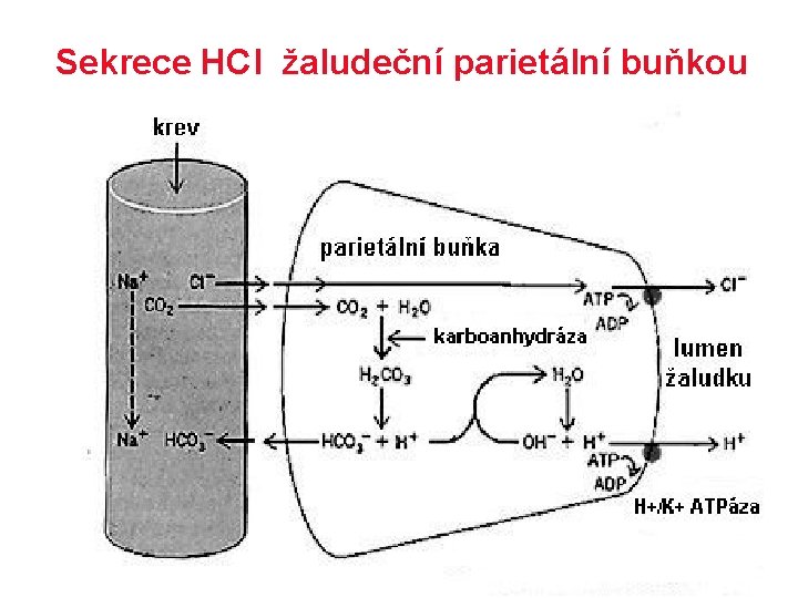 Sekrece HCl žaludeční parietální buňkou 