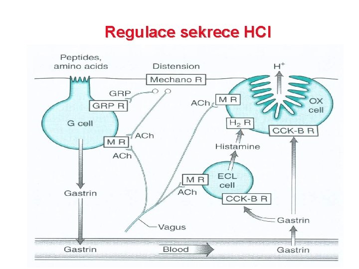 Regulace sekrece HCl 