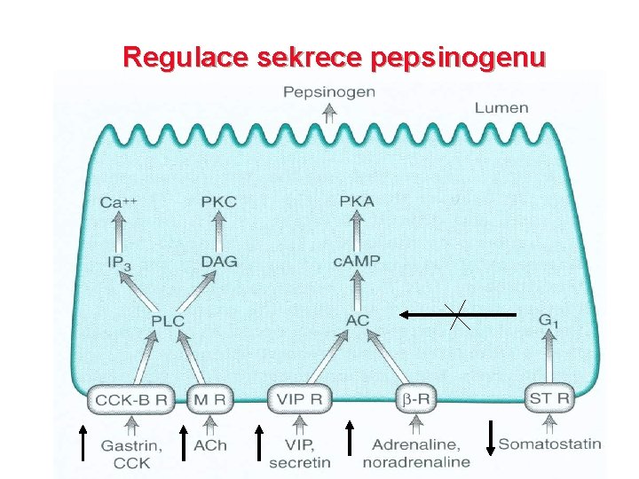 Regulace sekrece pepsinogenu 