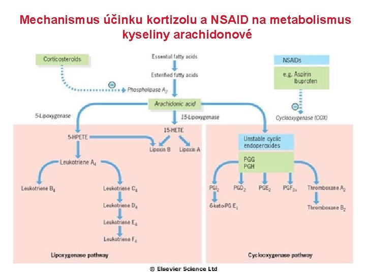 Mechanismus účinku kortizolu a NSAID na metabolismus kyseliny arachidonové 