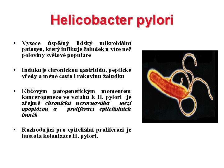 Helicobacter pylori • Vysoce úspěšný lidský mikrobiální patogen, který infikuje žaludek u více než