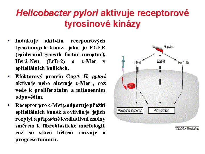 Helicobacter pylori aktivuje receptorové tyrosinové kinázy • Indukuje aktivitu receptorových tyrosinových kináz, jako je