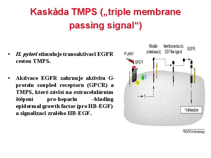 Kaskáda TMPS („triple membrane passing signal“) • H. pylori stimuluje transaktivaci EGFR cestou TMPS.