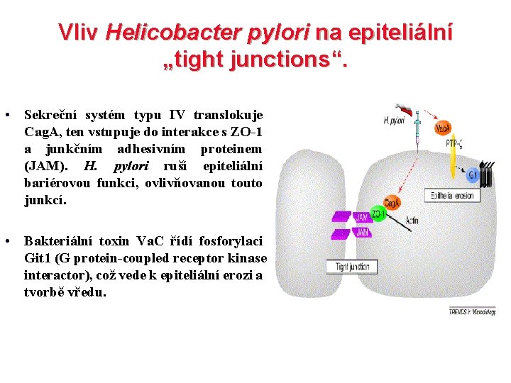Vliv Helicobacter pylori na epiteliální „tight junctions“. • Sekreční systém typu IV translokuje Cag.