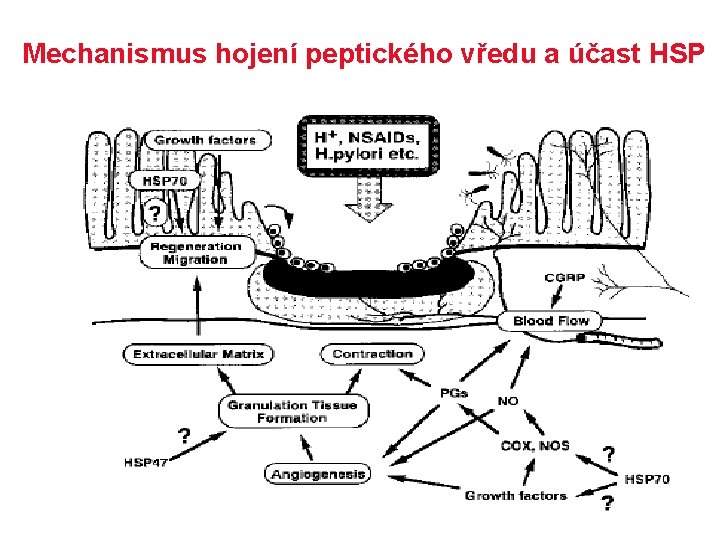 Mechanismus hojení peptického vředu a účast HSP 