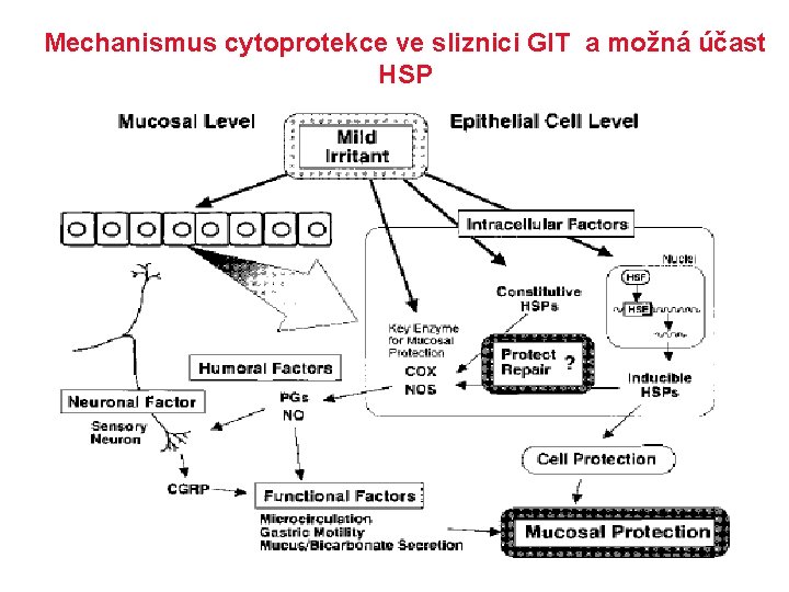 Mechanismus cytoprotekce ve sliznici GIT a možná účast HSP 