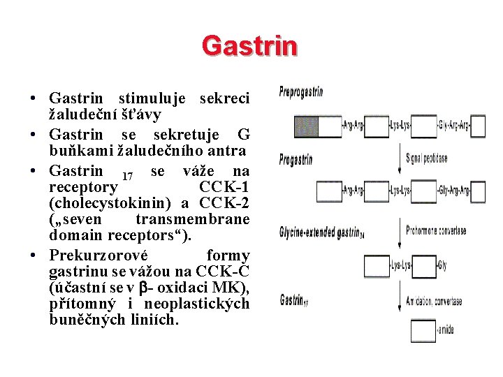 Gastrin • Gastrin stimuluje sekreci žaludeční šťávy • Gastrin se sekretuje G buňkami žaludečního