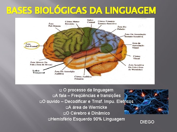 BASES BIOLÓGICAS DA LINGUAGEM O processo da linguagem q. A fala – Freqüências e BASES BIOLÓGICAS DA LINGUAGEM O processo da linguagem q. A fala – Freqüências e