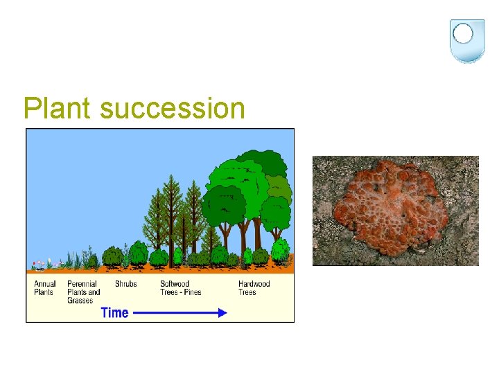 Plant succession 