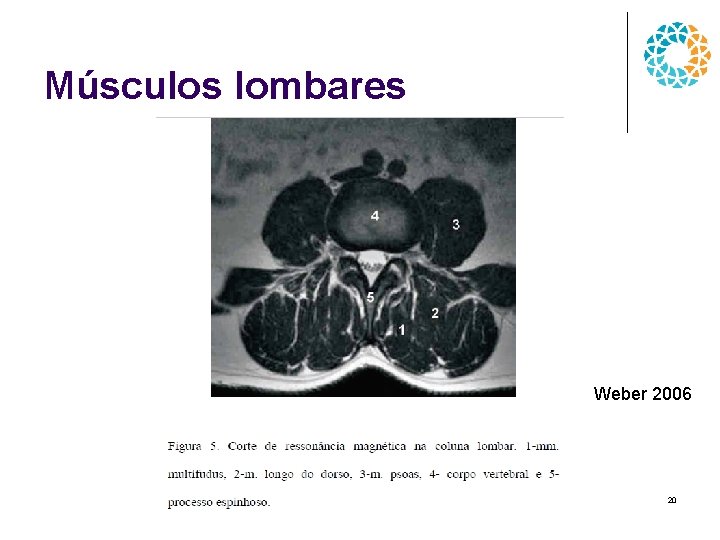 Músculos lombares Weber 2006 20 