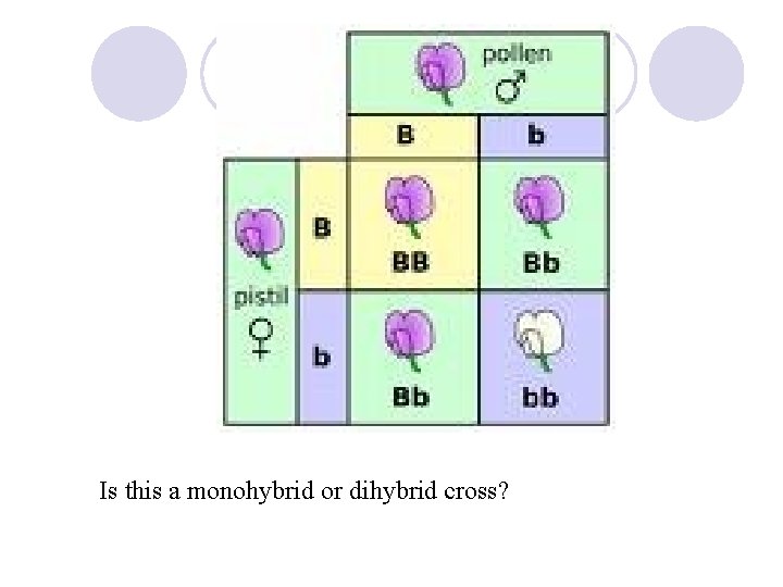 Is this a monohybrid or dihybrid cross? 