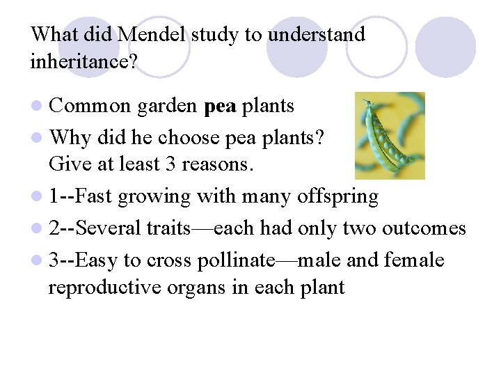 What did Mendel study to understand inheritance? l Common garden pea plants l Why