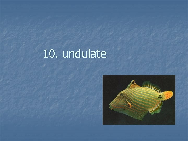 10. undulate 
