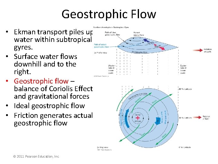 Geostrophic Flow • Ekman transport piles up water within subtropical gyres. • Surface water