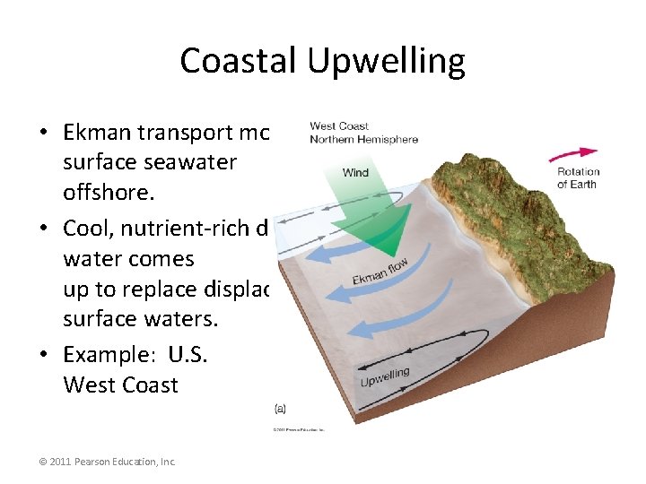 Coastal Upwelling • Ekman transport moves surface seawater offshore. • Cool, nutrient-rich deep water