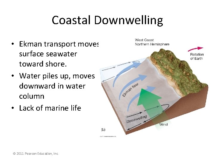 Coastal Downwelling • Ekman transport moves surface seawater toward shore. • Water piles up,