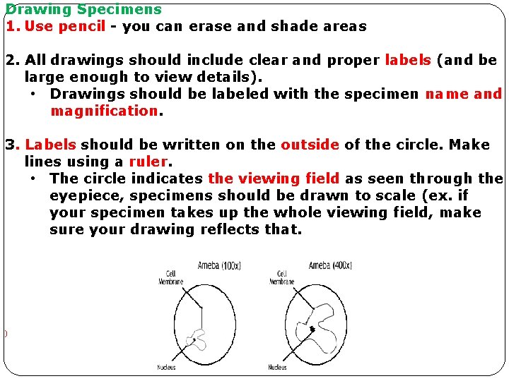 Drawing Specimens 1. Use pencil - you can erase and shade areas 2. All