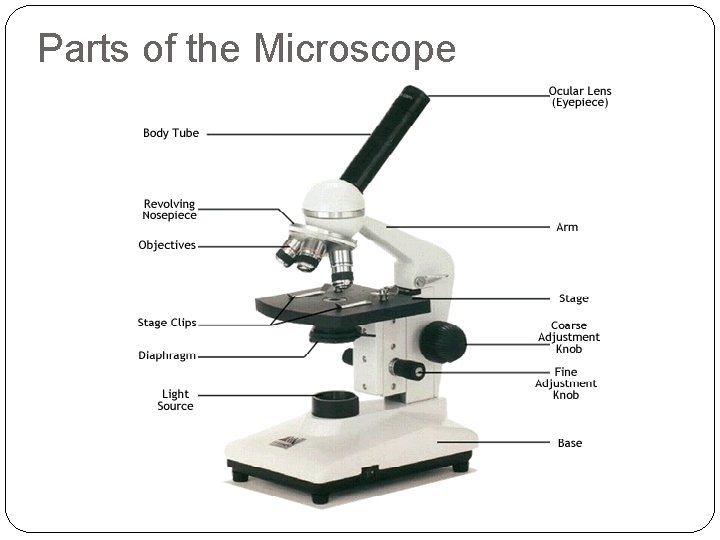 Parts of the Microscope 