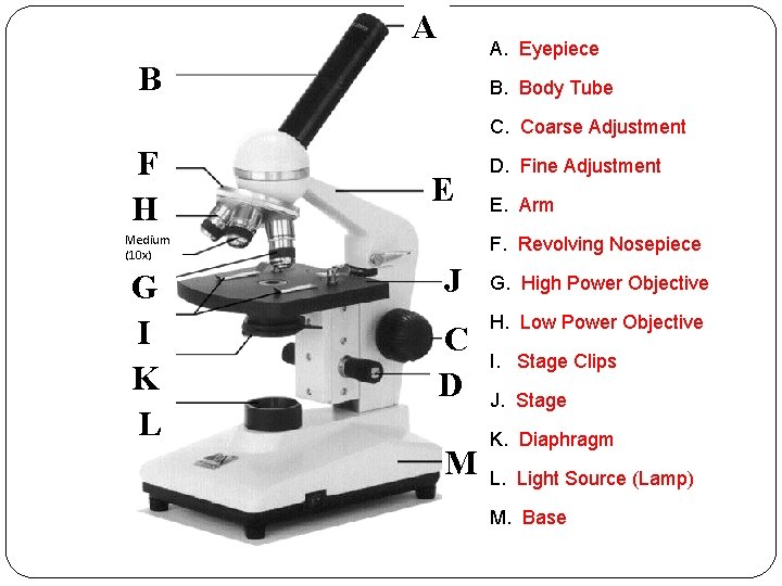 A A. Eyepiece B B. Body Tube C. Coarse Adjustment F H Medium (10