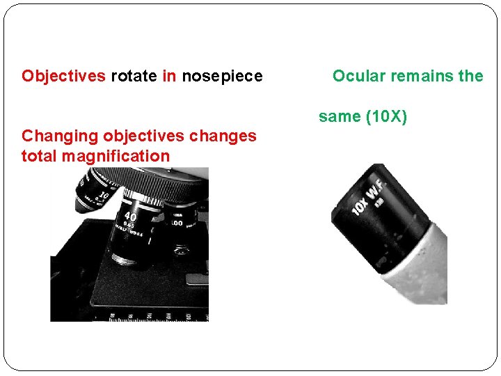 Objectives rotate in nosepiece Ocular remains the same (10 X) Changing objectives changes total