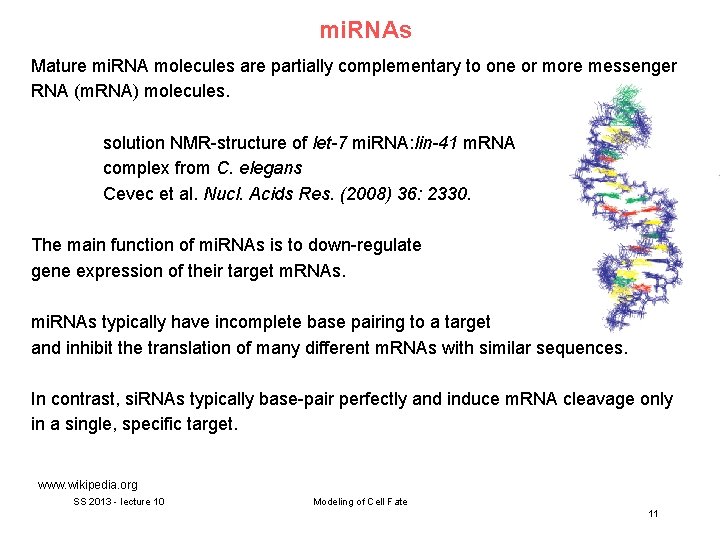 mi. RNAs Mature mi. RNA molecules are partially complementary to one or more messenger