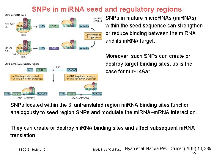 SNPs in mi. RNA seed and regulatory regions SNPs in mature micro. RNAs (mi.