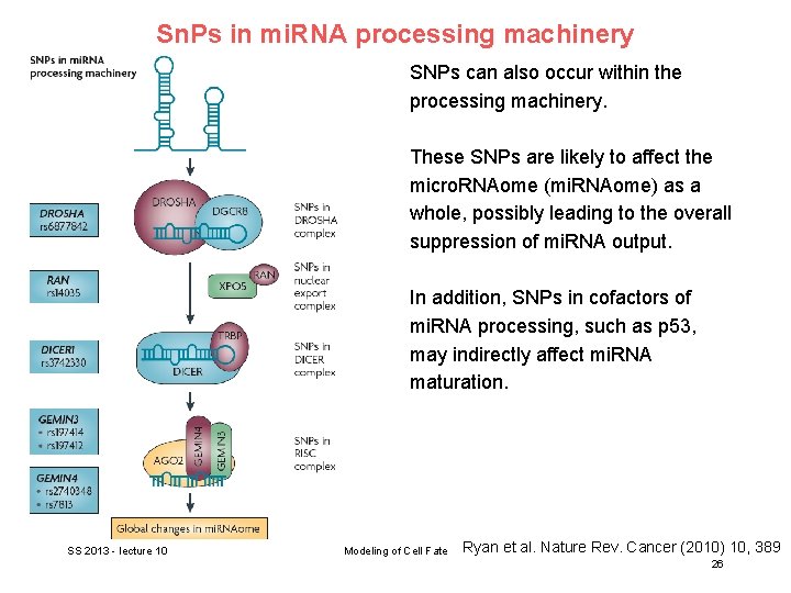 Sn. Ps in mi. RNA processing machinery SNPs can also occur within the processing