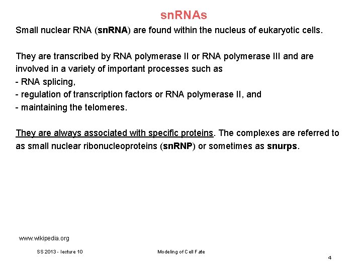 sn. RNAs Small nuclear RNA (sn. RNA) are found within the nucleus of eukaryotic