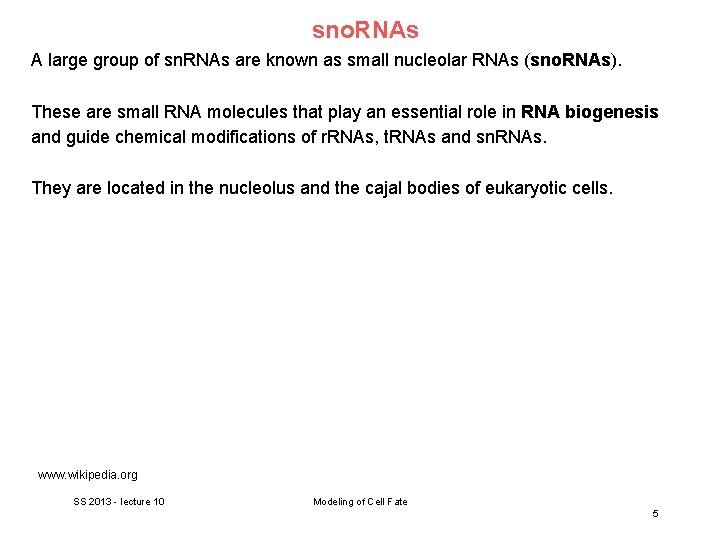 sno. RNAs A large group of sn. RNAs are known as small nucleolar RNAs