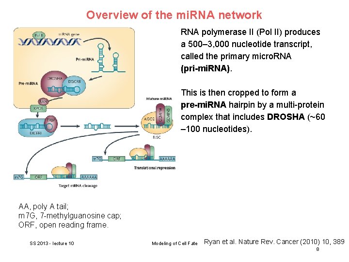 Overview of the mi. RNA network RNA polymerase II (Pol II) produces a 500–