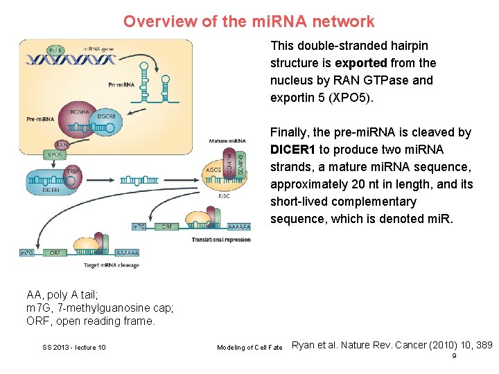 Overview of the mi. RNA network This double-stranded hairpin structure is exported from the