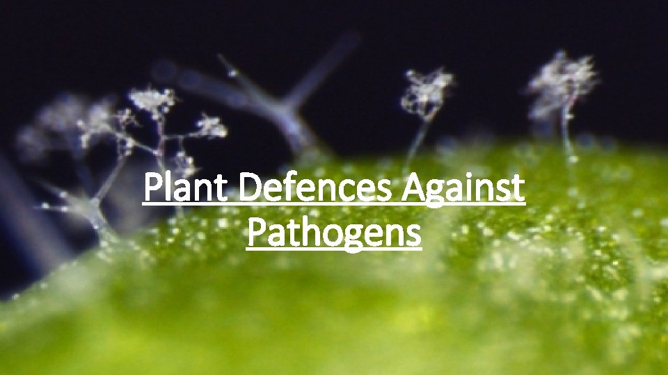 Plant Defences Against Pathogens 