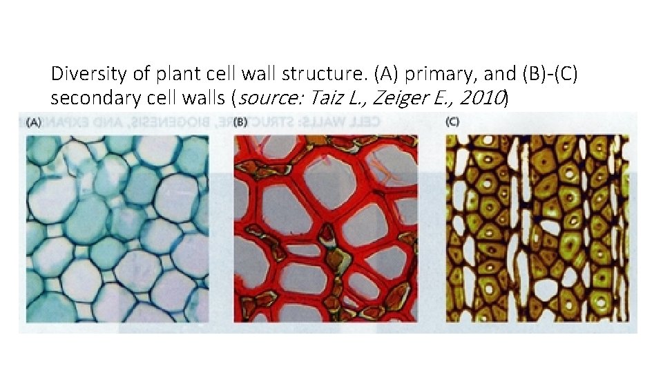 Diversity of plant cell wall structure. (A) primary, and (B)-(C) secondary cell walls (source: